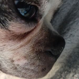 Meet your Posher, Zoey